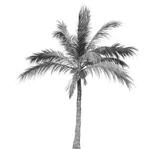 Isaac palm tree
